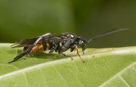 Bladhveps Craesus latipes